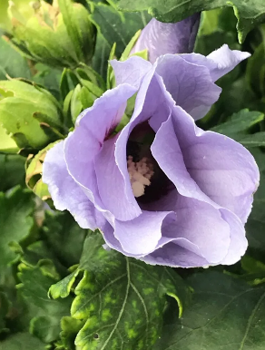 Eindruck vom Schmeddershof