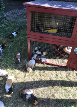 Meerschweinchen bei der Futteraufnahme