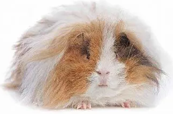 Meerschweinchen auf dem Schmeddershof