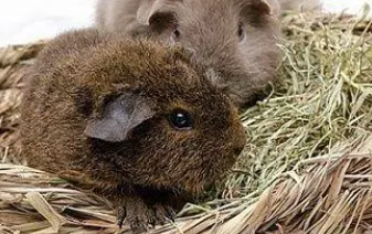 Meerschweinchen auf dem Schmeddershof