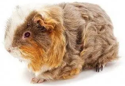 Meerschweinchen auf dem Schmeddershof